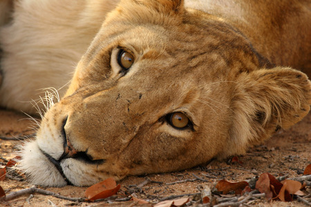 Lion stareの写真素材