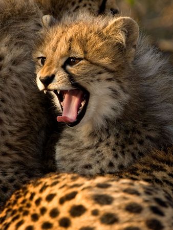 cheetah cub growlingの写真素材