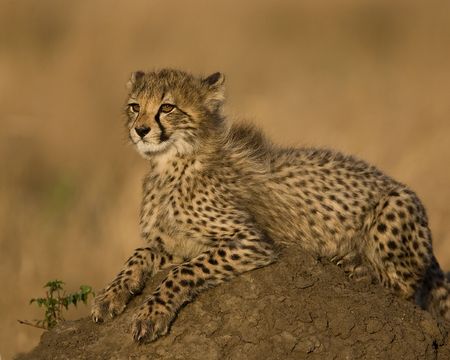 cheetah cubの写真素材