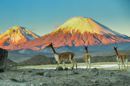Llamas in the desert of Bolivia with snowcapped volcanoes in the background and blue sky.の写真素材