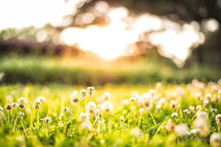 hello evening. hello warm sunlight.の写真素材