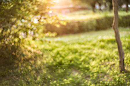 warm evening, warm sunlight.の写真素材