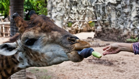 A giraffe eats a corn cob, Taken at the Bangkok, Thailand Zooの写真素材