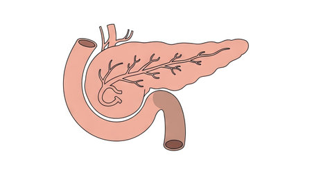 This illustration depicts the human pancreas and surrounding anatomical structures. It features a simplified, diagrammatic style with muted colors and clearly defined shapes. The composition is isolated against a white background, suggesting a potential use in medical publications, educational materials, or health-related projects.の素材