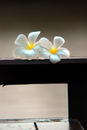 Frangipani flowersの写真素材