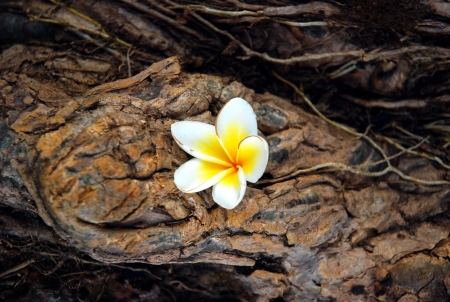 Natureの写真素材