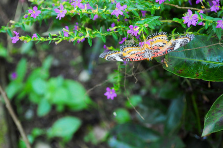 Butterfly in gardenの写真素材