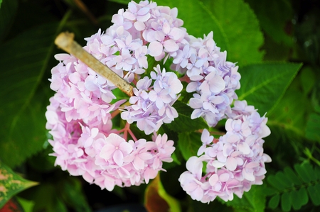 Hydrangea