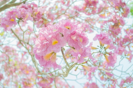 Pink blossom flower - Tabebuia