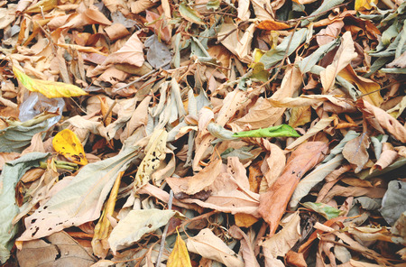 Dried leaves の写真素材