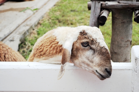 Sheep in stableの写真素材