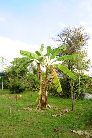 Banana treeの写真素材