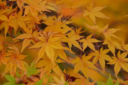Colorful maple leaves (Momiji) during autumn in Kyoto Japan