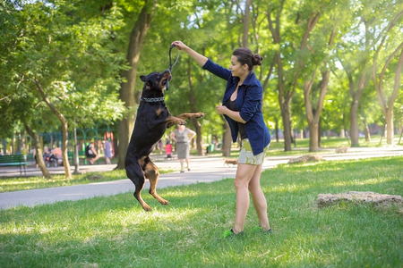 Rottweiler are trained in the parkの写真素材