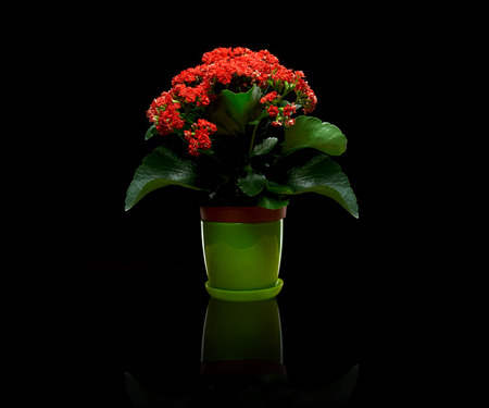 Red flowering pot plantの写真素材