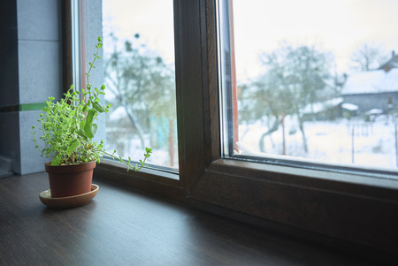 Pot with a plant on the windowsillの写真素材