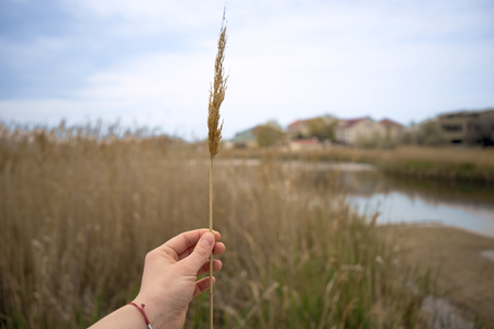 and holds reeds in the background of other reeds.の写真素材
