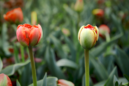 Flowerbed of beautiful tulipsの写真素材