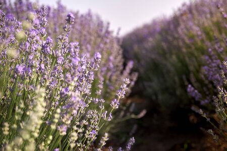 beautiful lavender bloom. A field of flowers at dawnの写真素材