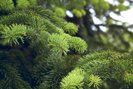 The Beautiful green christmas tree. macro shooting