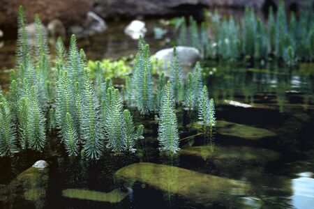 Water plant sodzona grows on the lake. Beautiful needles.の写真素材
