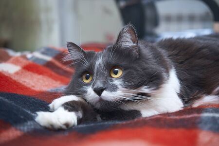 Beautiful fluffy cat, cute lying on the bedの写真素材