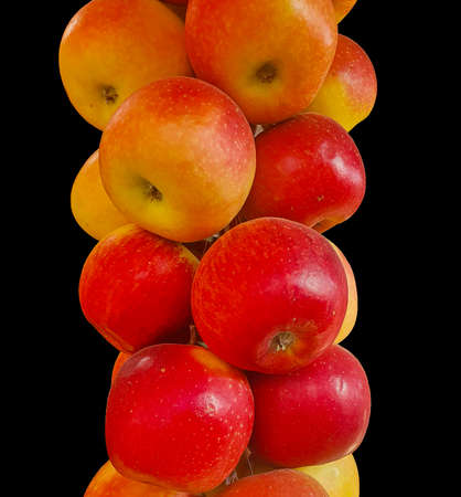 Stack of ripe red south Asian apples hanging with a black background. Asian applesの写真素材