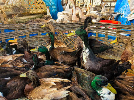 South Asian agricultural brown ducks from farms and rural areas brought to market to sell in animal market. Asian water birdsの写真素材