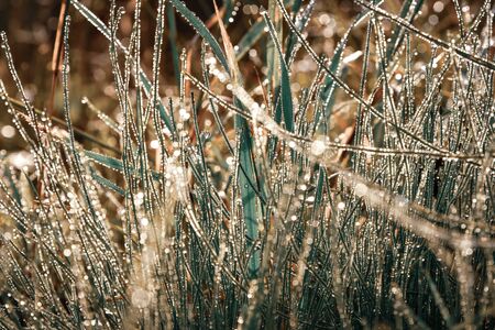 Sparkling dewdropsの写真素材