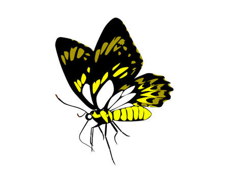 Yellow butterfly vector, can be used for brand, goods vectorのイラスト素材