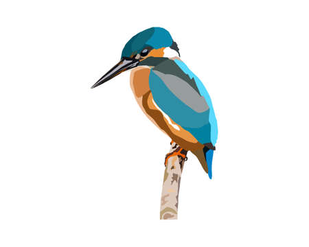 Corolful Bird on branch vector, can be used for vector, brand, goodsのイラスト素材