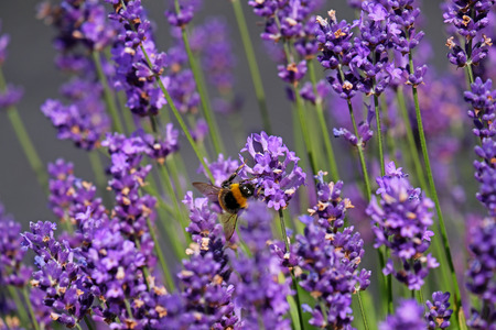 Bees love lavender in bloom