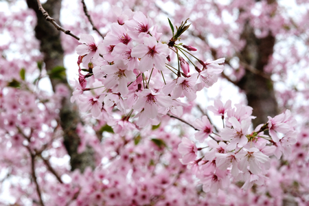 cherry blossom at cornwall park aucklandの写真素材