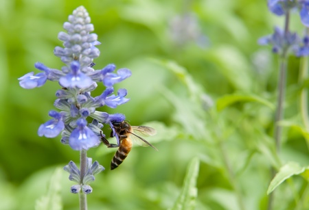 Bee on during busy drinking nectar.