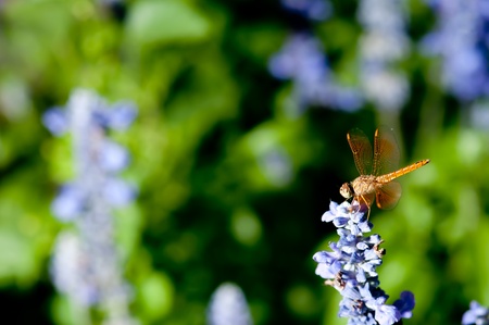 Dragon fly on during relax timeの写真素材