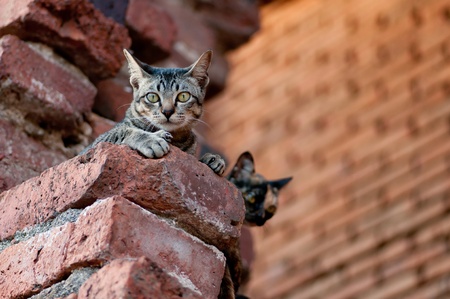 Two Cats looking somethingの写真素材