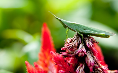 Green Grasshopper on the Red Flowerの写真素材