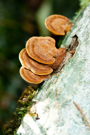 Mushrooms in Thailand Jungleの写真素材