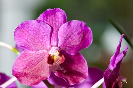 Purple orchid in Thailand Airport