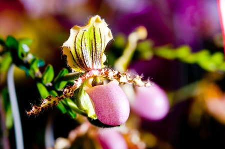 Purple orchid in Thailand Airportの写真素材