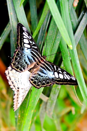 Natural Butterfly in Malaysiaの写真素材