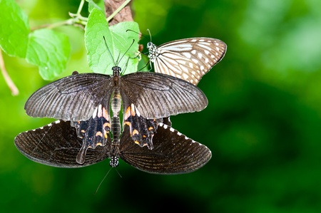 Natural Butterfly in Malaysiaの写真素材