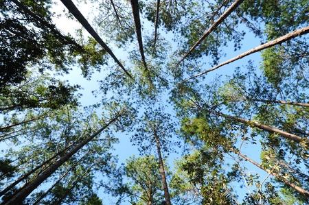 pine forest in Num Nao National Thailandの写真素材