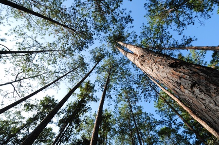 pine forest in Num Nao National Thailandの写真素材