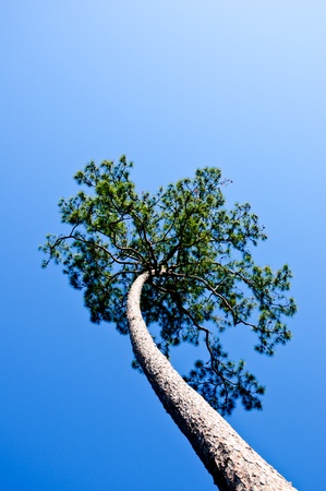 pine forest in Num Nao National Thailandの写真素材