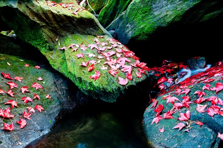 Red Maple leafs in deep jungle, Phukradueng National Park ,Thailand naturalの写真素材