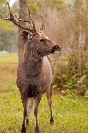 sambar deer at PhuKradueng National park Thailandの写真素材