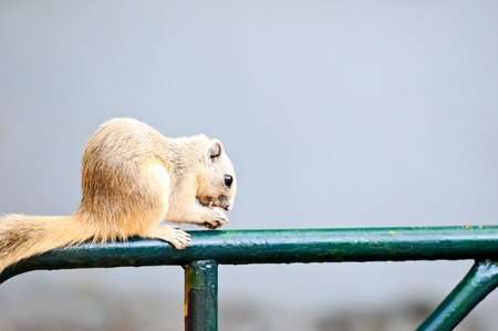 White Squirrel in Dusit Zoo Thailandの写真素材