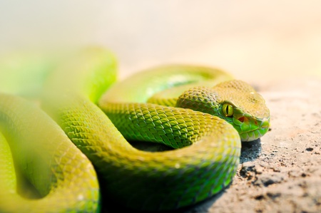Big-Eyed Pit Viper ,Trimeresurus macrops Green Snakeの写真素材