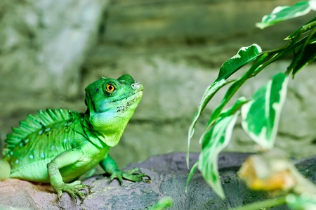 Green Lizard Green Lizard finding food